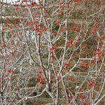 11red maple tree flowers