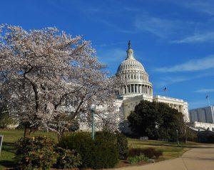 The Capitol with cherry blossoms Washington DC