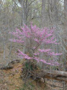 Redbud tree in bloom along the C & O Canal