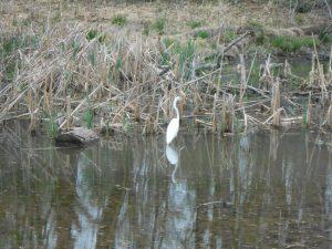 Egret on the C & O Canal