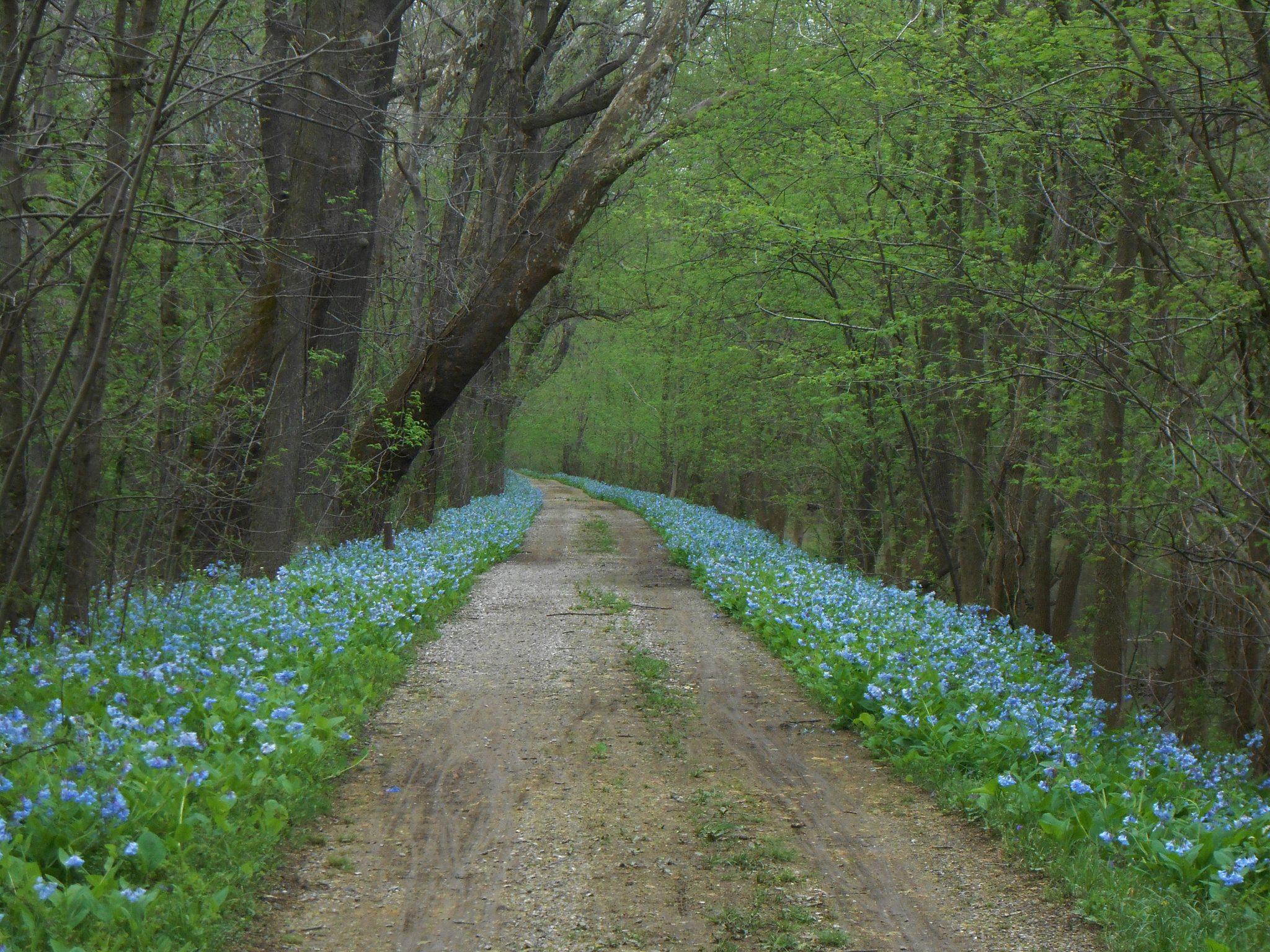 Bluebells lining the C & O Canal towpath