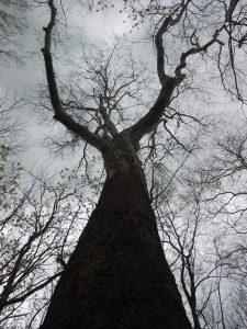 Large sycamore in a floodplain forest along the Potomac